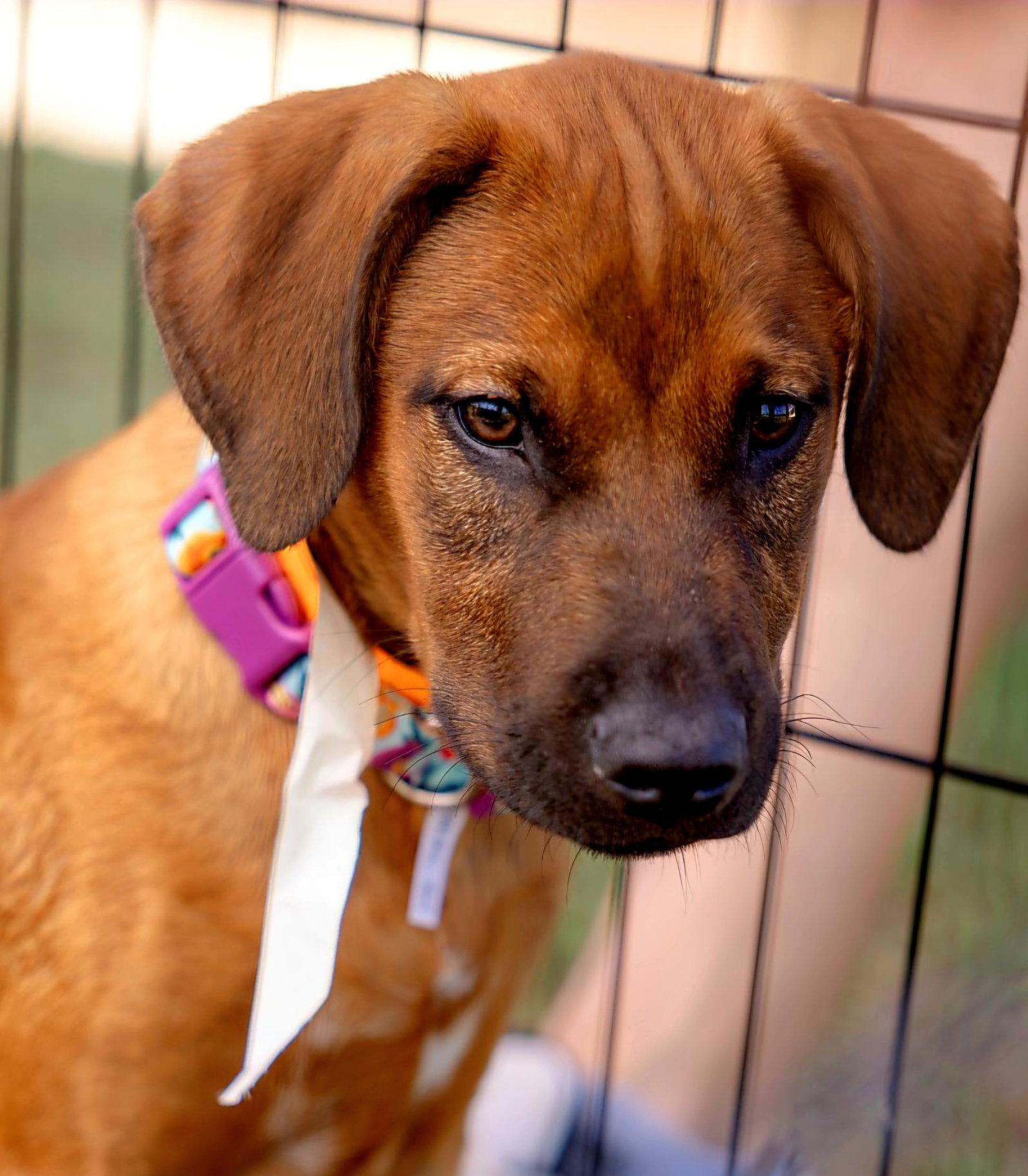 Aria, Adoptable, Puppy Female Labrador Retriever & Golden Retriever.