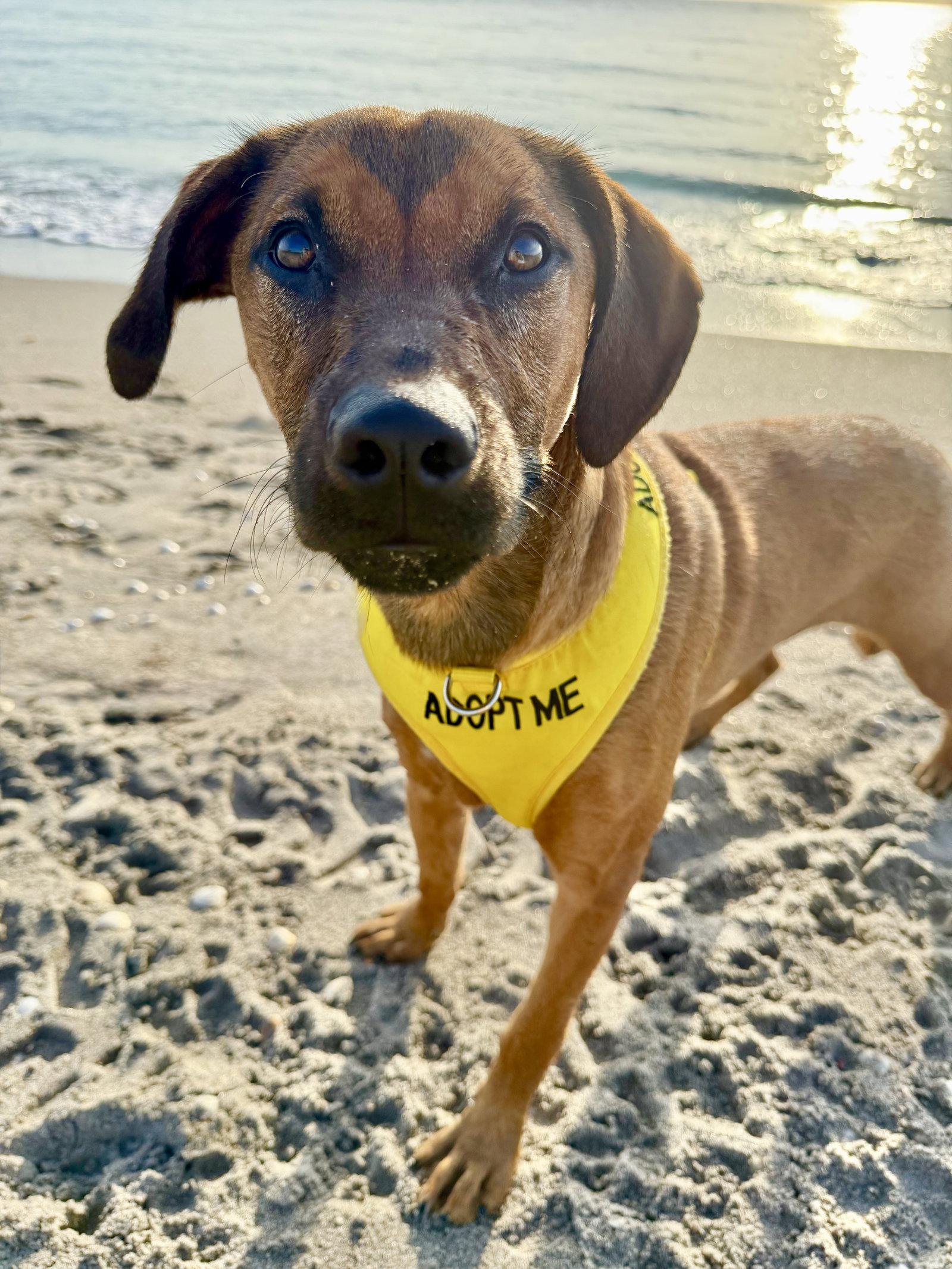 Enlarge Aria, a Adoptable mixed breed in Royal Palm Beach, FL image 1/3