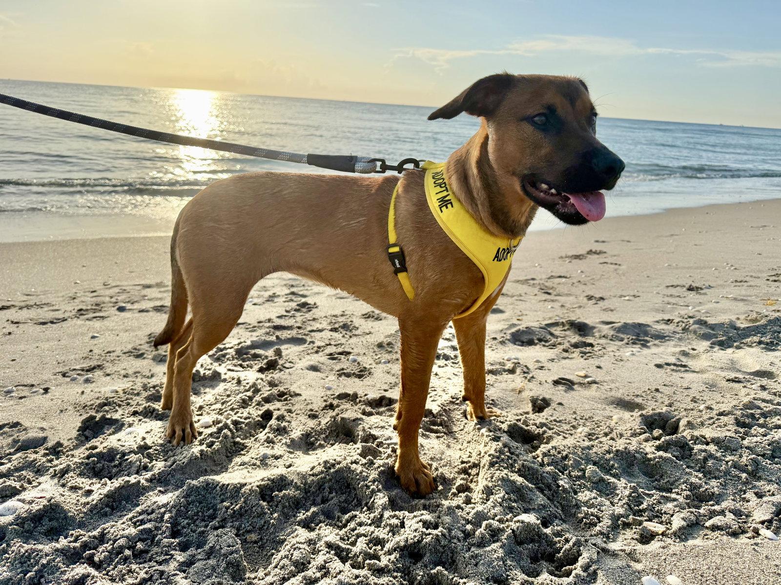 Enlarge Aria, a Adoptable mixed breed in Royal Palm Beach, FL image 2/3