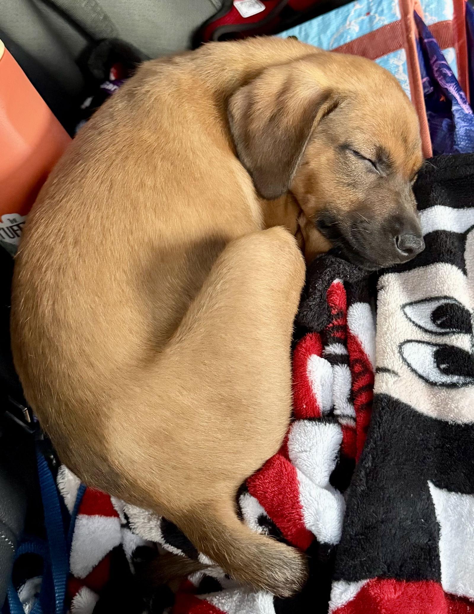 Aria, Adoptable, Puppy Female Labrador Retriever & Golden Retriever.