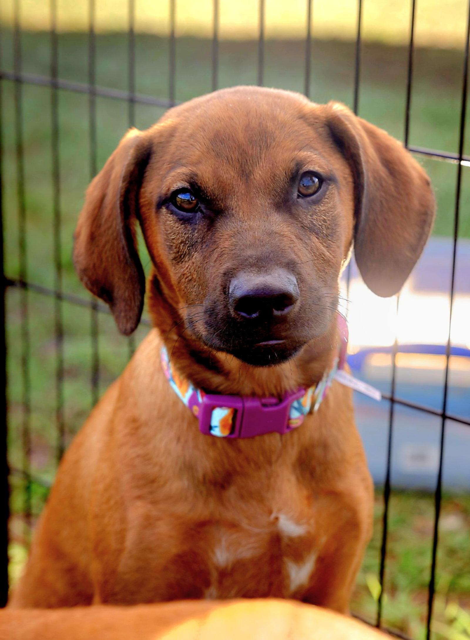 Enlarge Aria, a Adoptable mixed breed in Royal Palm Beach, FL image 2/3