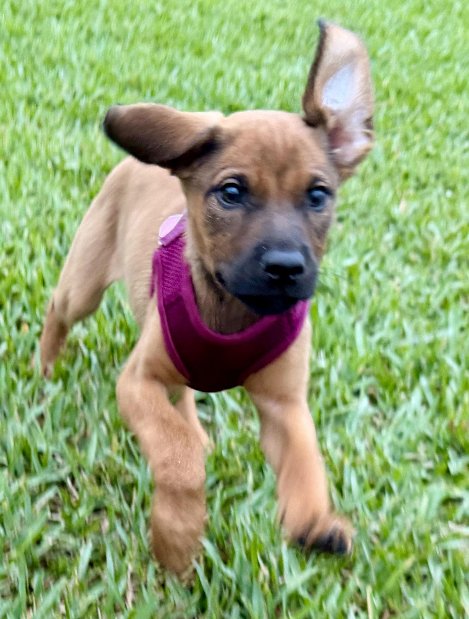 Enlarge Aria, a Adoptable mixed breed in Royal Palm Beach, FL image 2/3