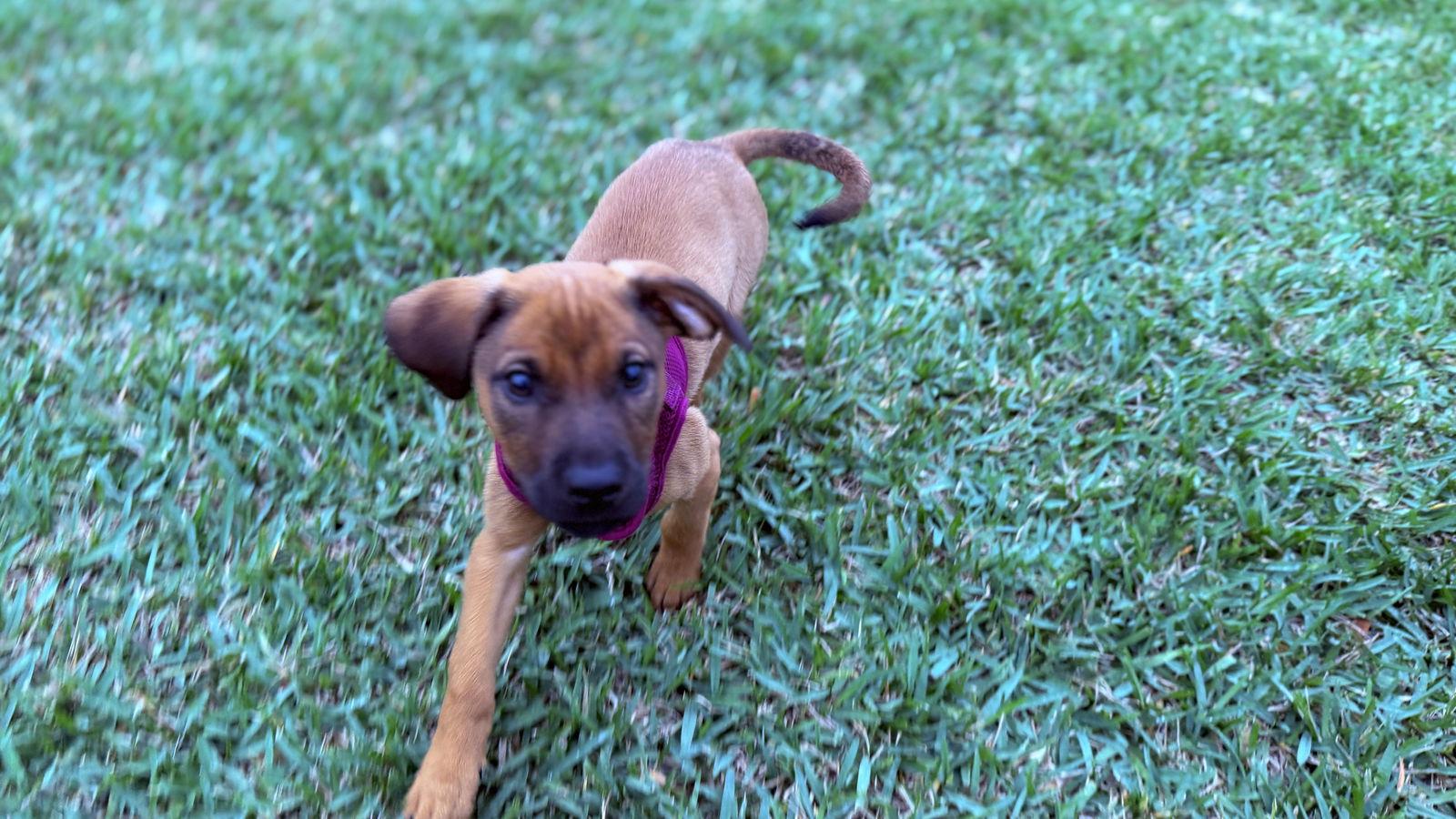 Enlarge Aria, a Adoptable mixed breed in Royal Palm Beach, FL image 3/3