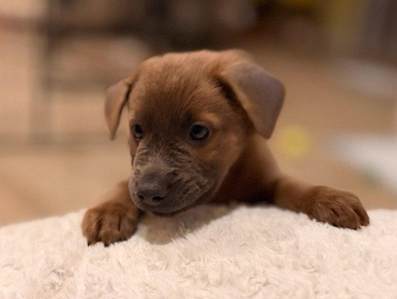 Enlarge Aria, a Adoptable mixed breed in Royal Palm Beach, FL image 3/3