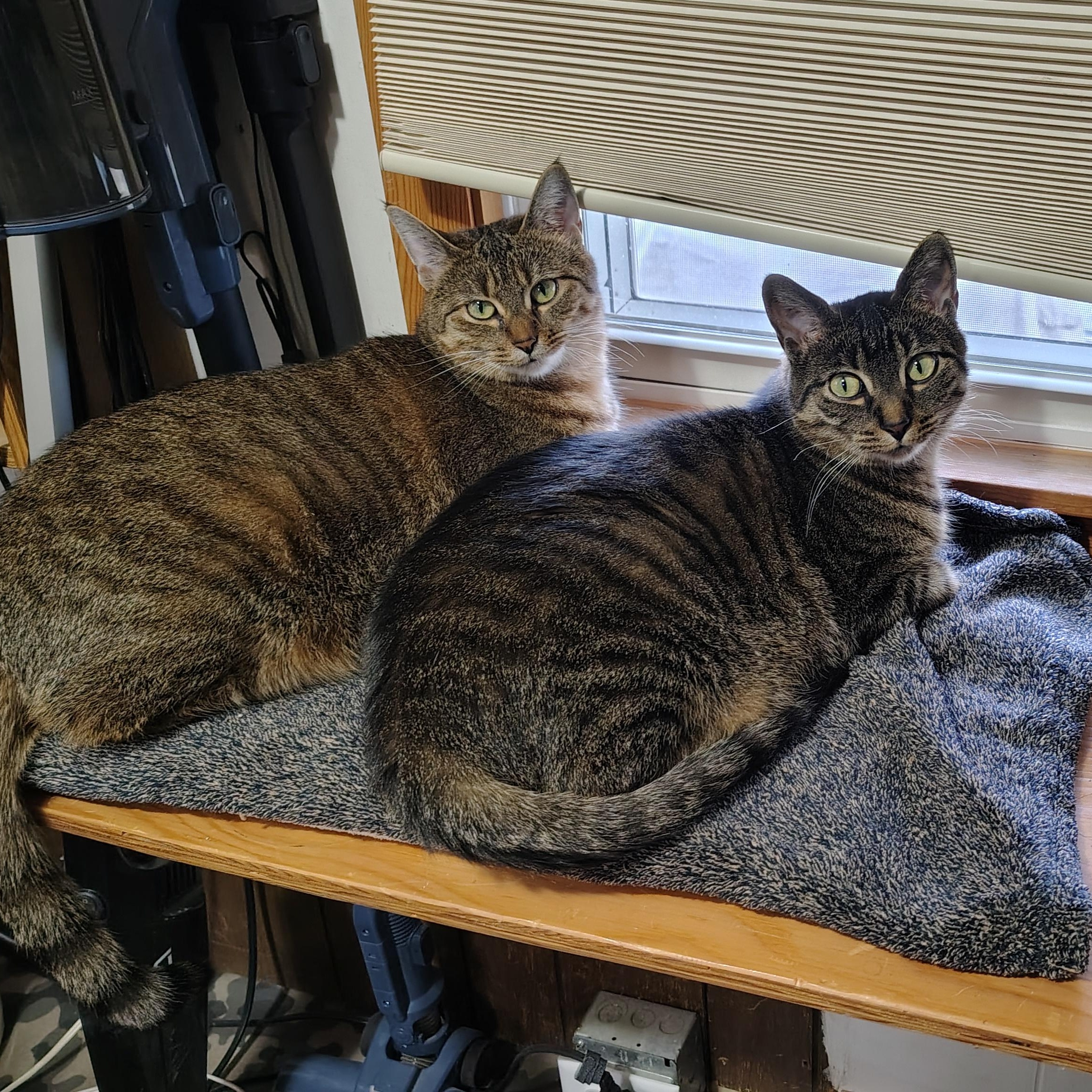 Leo, Adoptable, Young Male Domestic Short Hair.