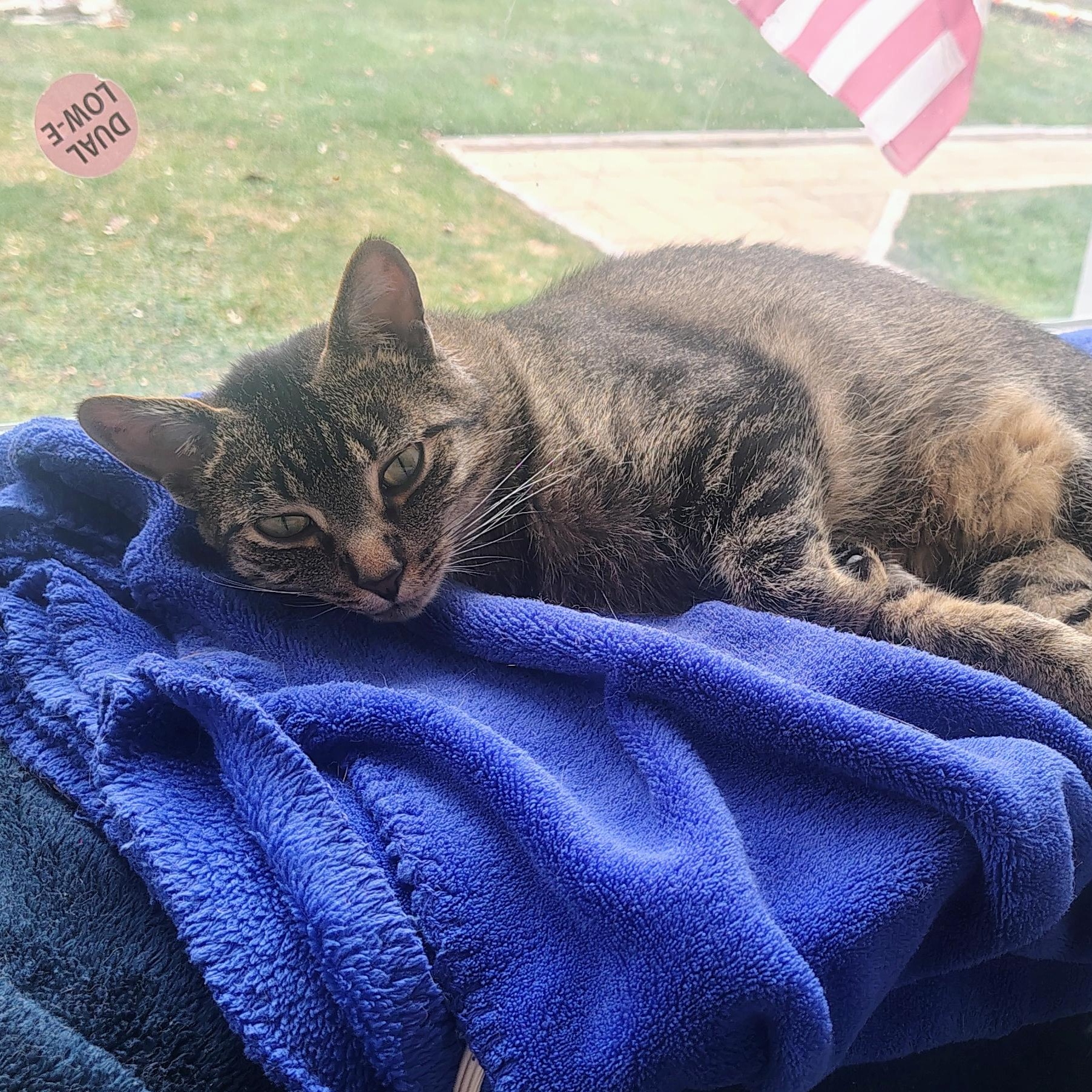 Enlarge Leo, a Adoptable mixed breed in Antioch, IL image 2/3