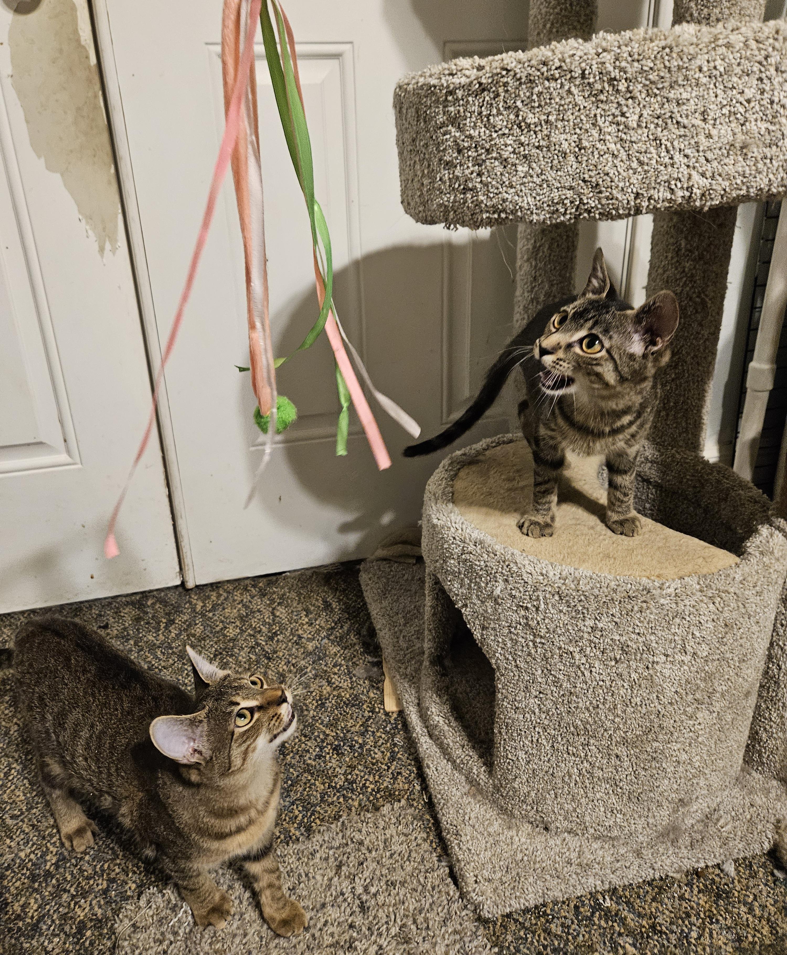 Leo, a Adoptable mixed breed in Antioch, IL image 3/6