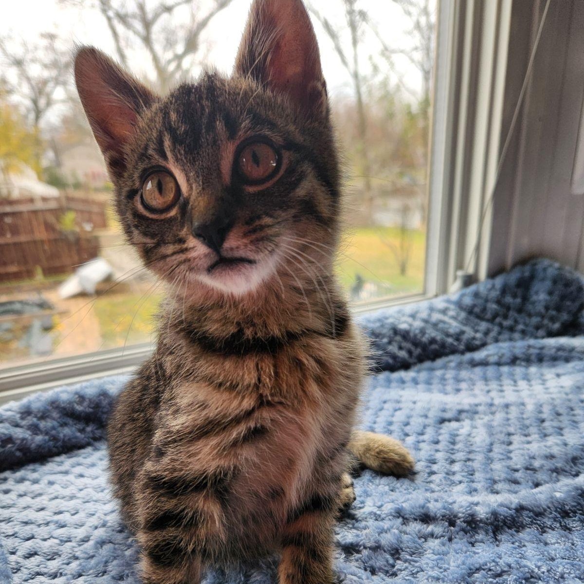 Leo, a Adoptable mixed breed in Antioch, IL image 2/6