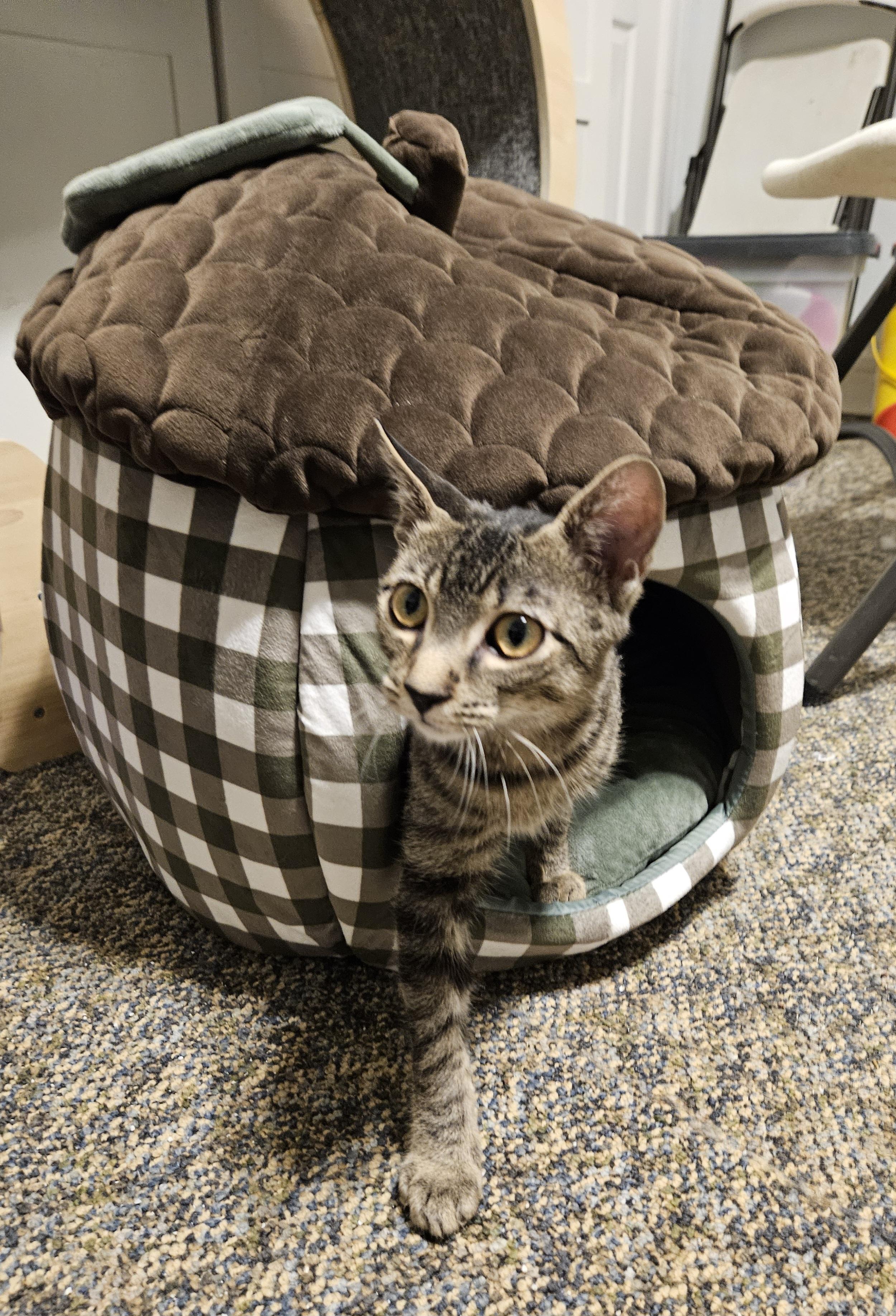 Leo, Adoptable, Young Male Domestic Short Hair.