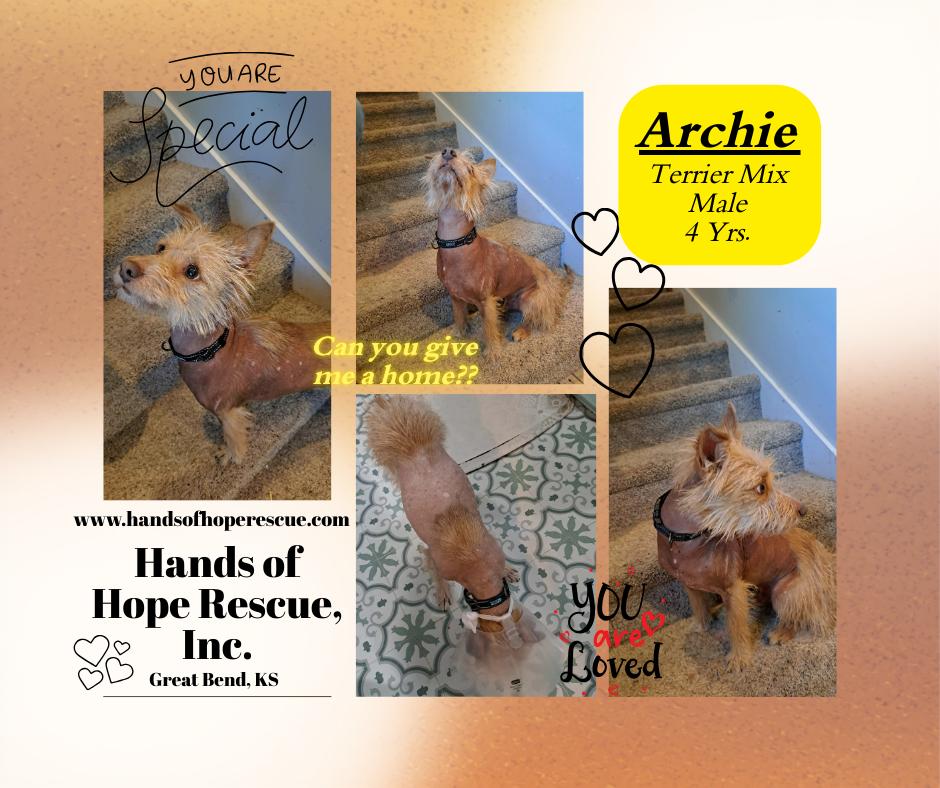 ARCHIE, a ADOPTABLE mixed breed in Great Bend, KS image 1/2