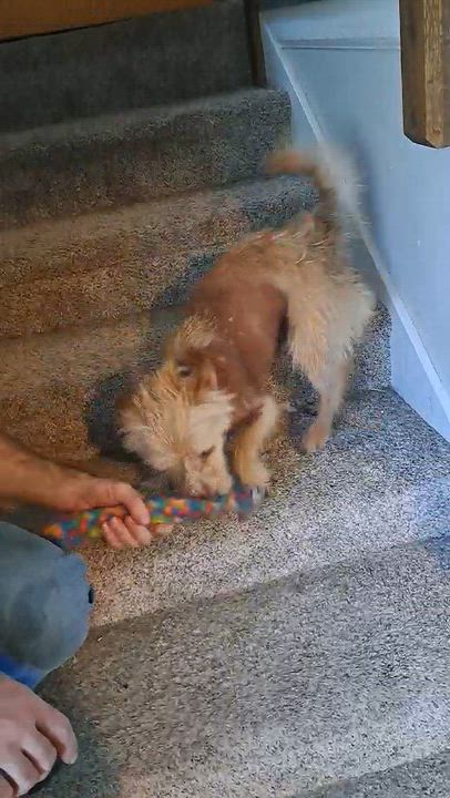 Enlarge ARCHIE, a ADOPTABLE mixed breed in Great Bend, KS video 2/2