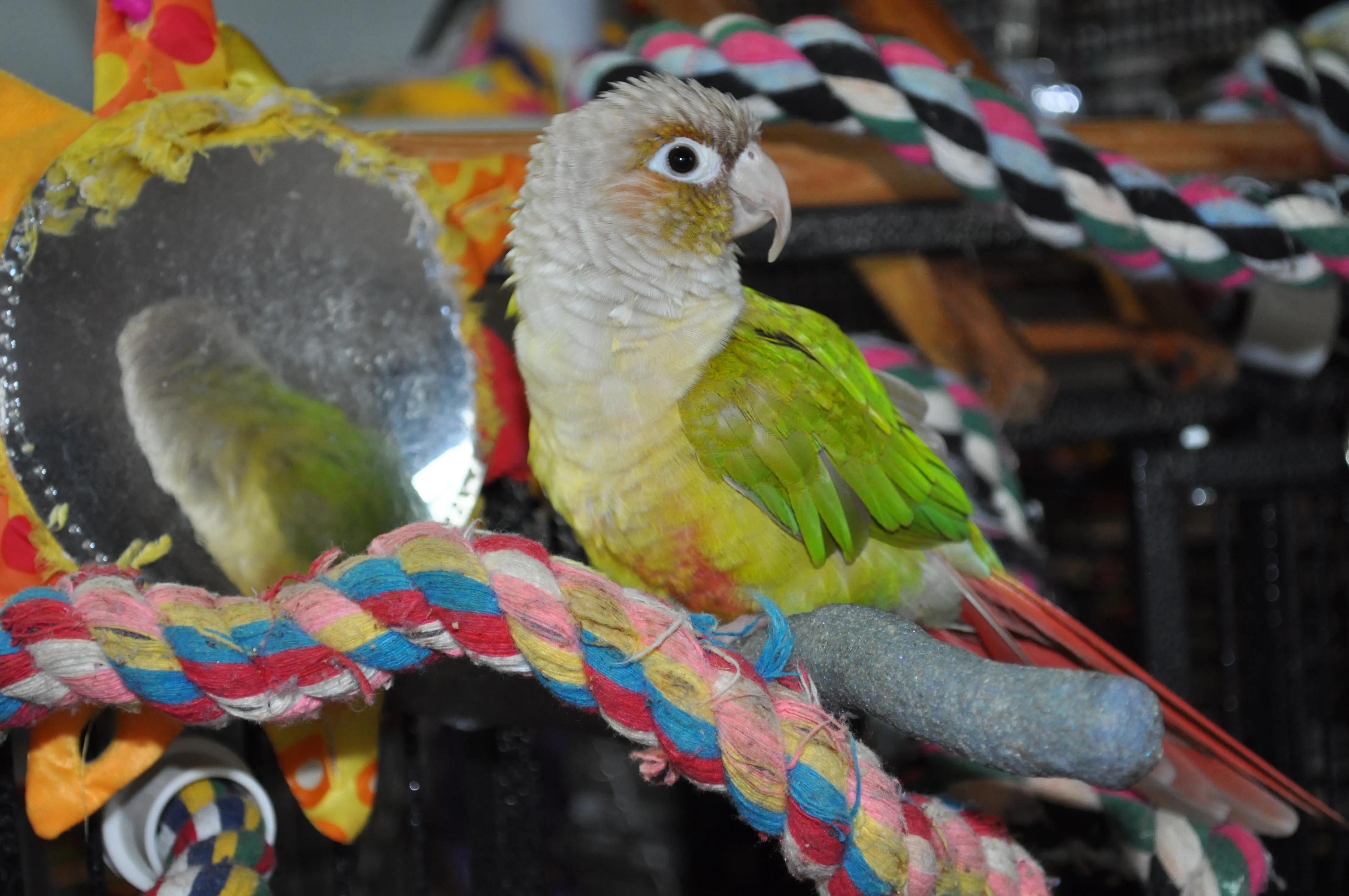 Enlarge Ms. Peaches   Pineapple Greed Cheek Conure Prefers men , an adoptable Conure in Vancouver, WA image 3/5