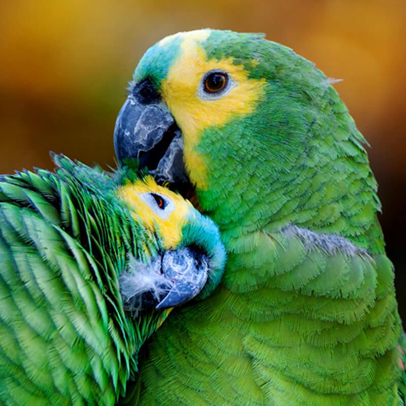 Enlarge Ms. Peaches   Pineapple Greed Cheek Conure Prefers men , an adoptable Conure in Vancouver, WA image 1/4