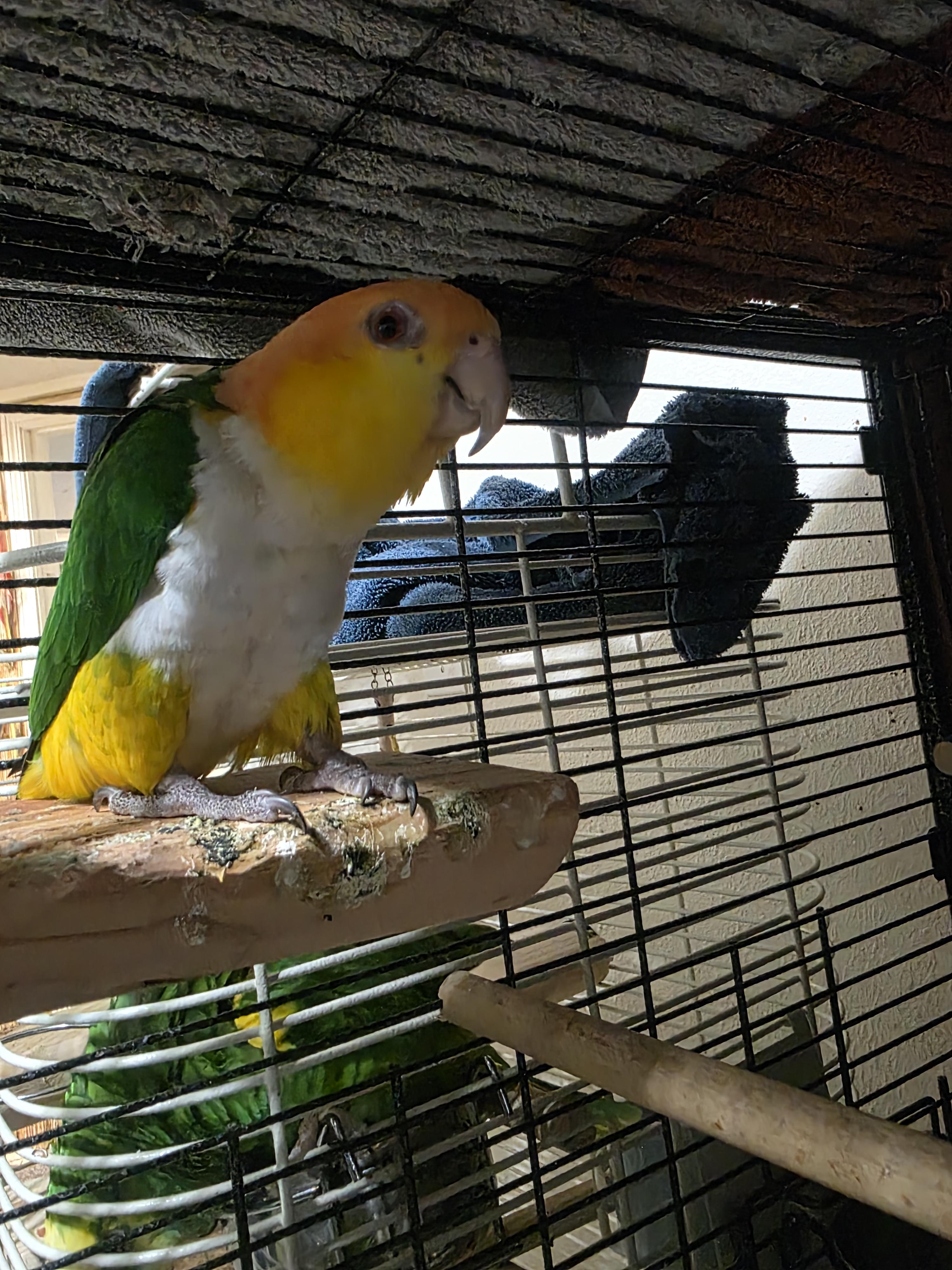 Enlarge Ms. Peaches   Pineapple Greed Cheek Conure Prefers men , an adoptable Conure in Vancouver, WA image 2/4