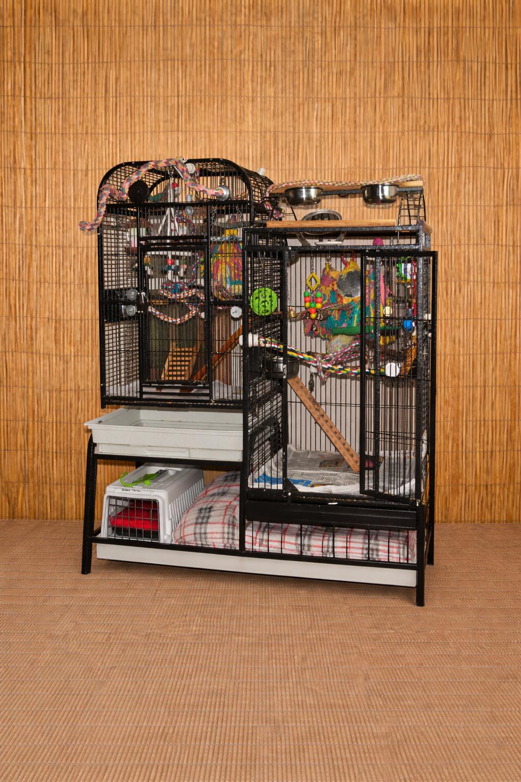 Enlarge Ms. Peaches   Pineapple Greed Cheek Conure Prefers men , an adoptable Conure in Vancouver, WA image 5/5