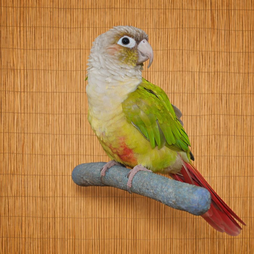 Ms. Peaches   Pineapple Greed Cheek Conure Prefers men , adoptable, Young Female Conure.
