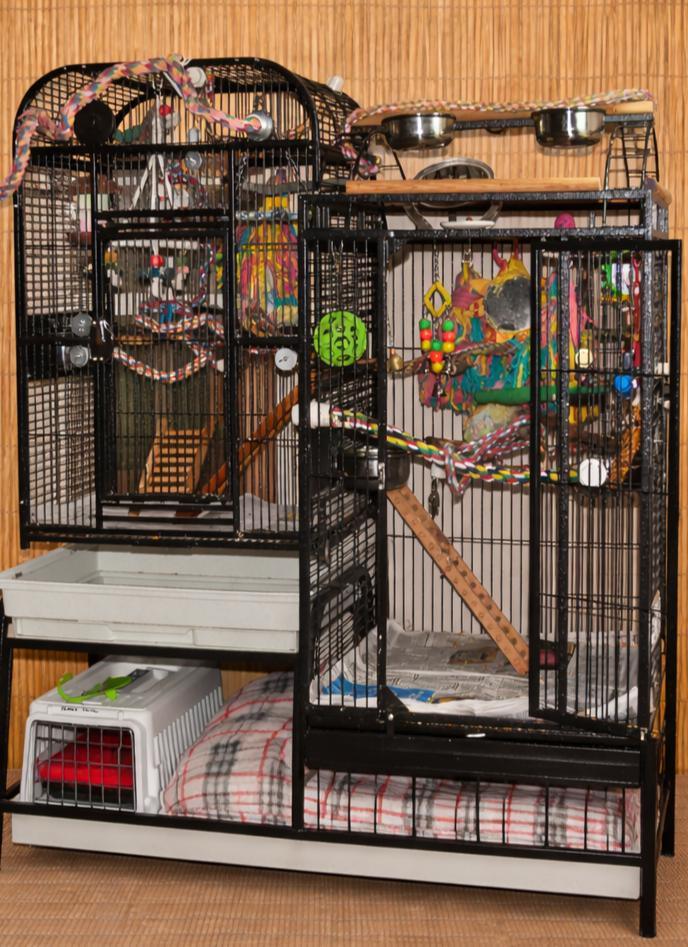 Enlarge Ms. Peaches   Pineapple Greed Cheek Conure Prefers men , an adoptable Conure in Vancouver, WA image 4/5