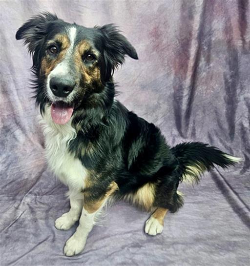 BARNEY, Adoptable, Adult Male Border Collie & Mixed Breed.