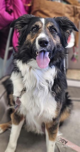 BARNEY, Adoptable, Adult Male Border Collie & Mixed Breed.