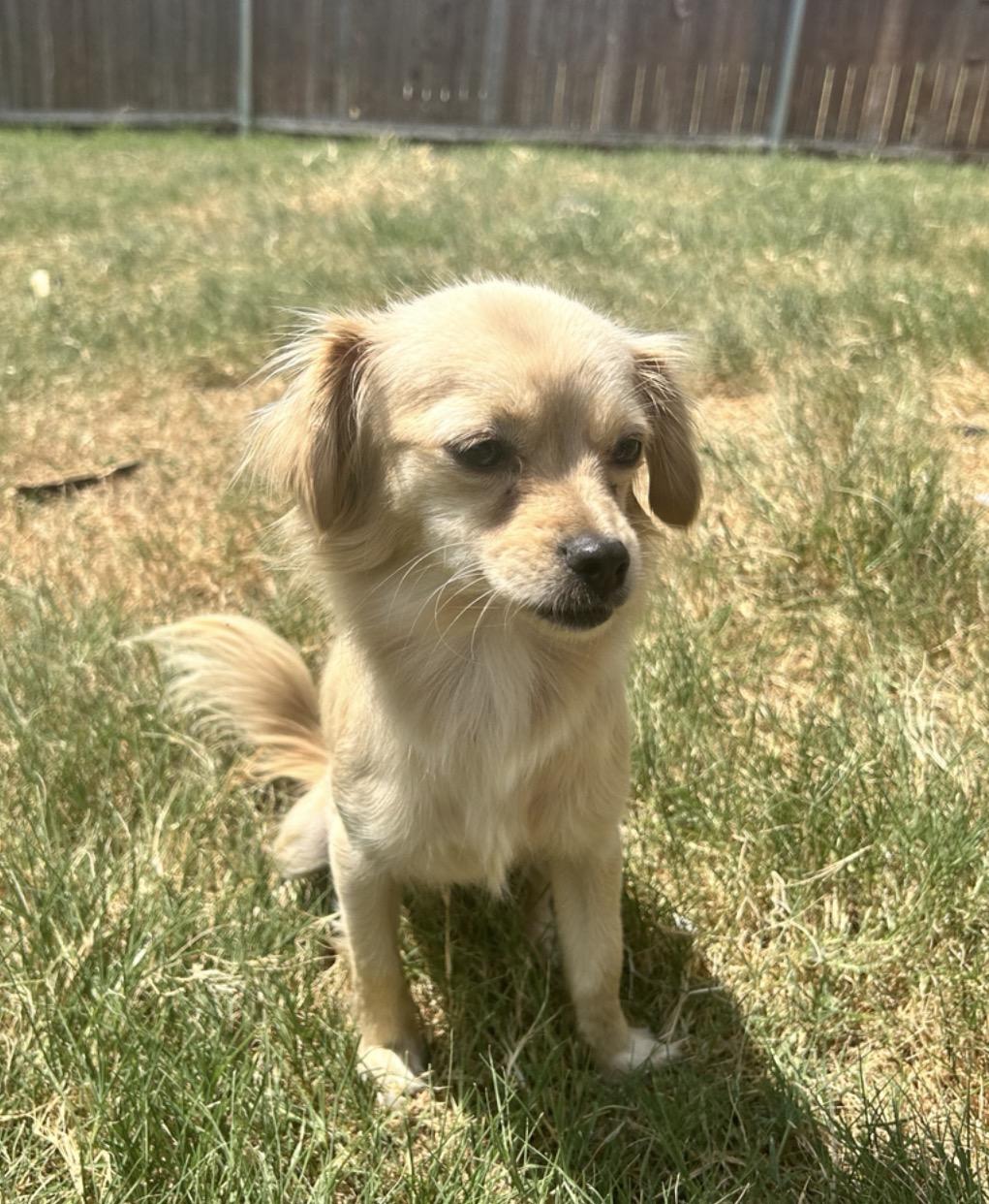 Millie, Adoptable, Adult Female Chihuahua.
