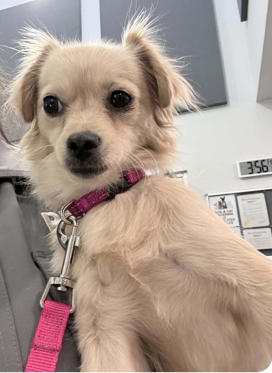 Enlarge Millie, a Adoptable Chihuahua in Houston, TX image 2/2