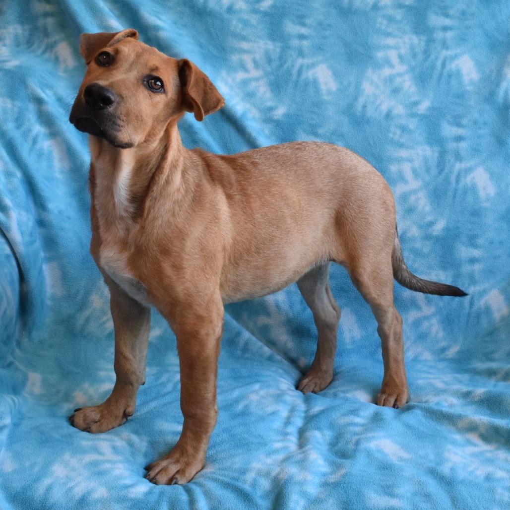 Tyra, Adoptable, Young Female Shepherd.