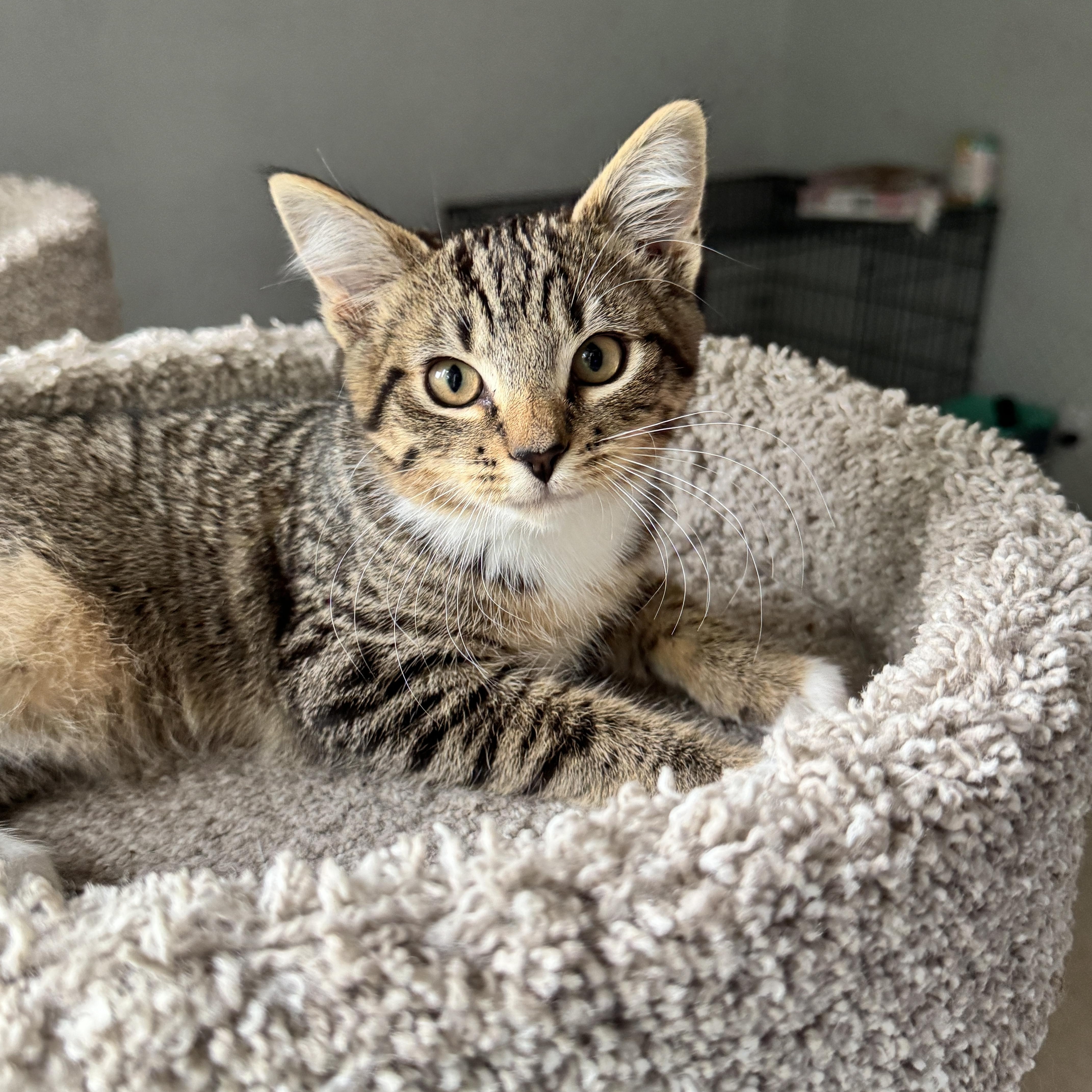 Ivy, a ADOPTABLE Domestic Short Hair in Renton, WA image 4/4
