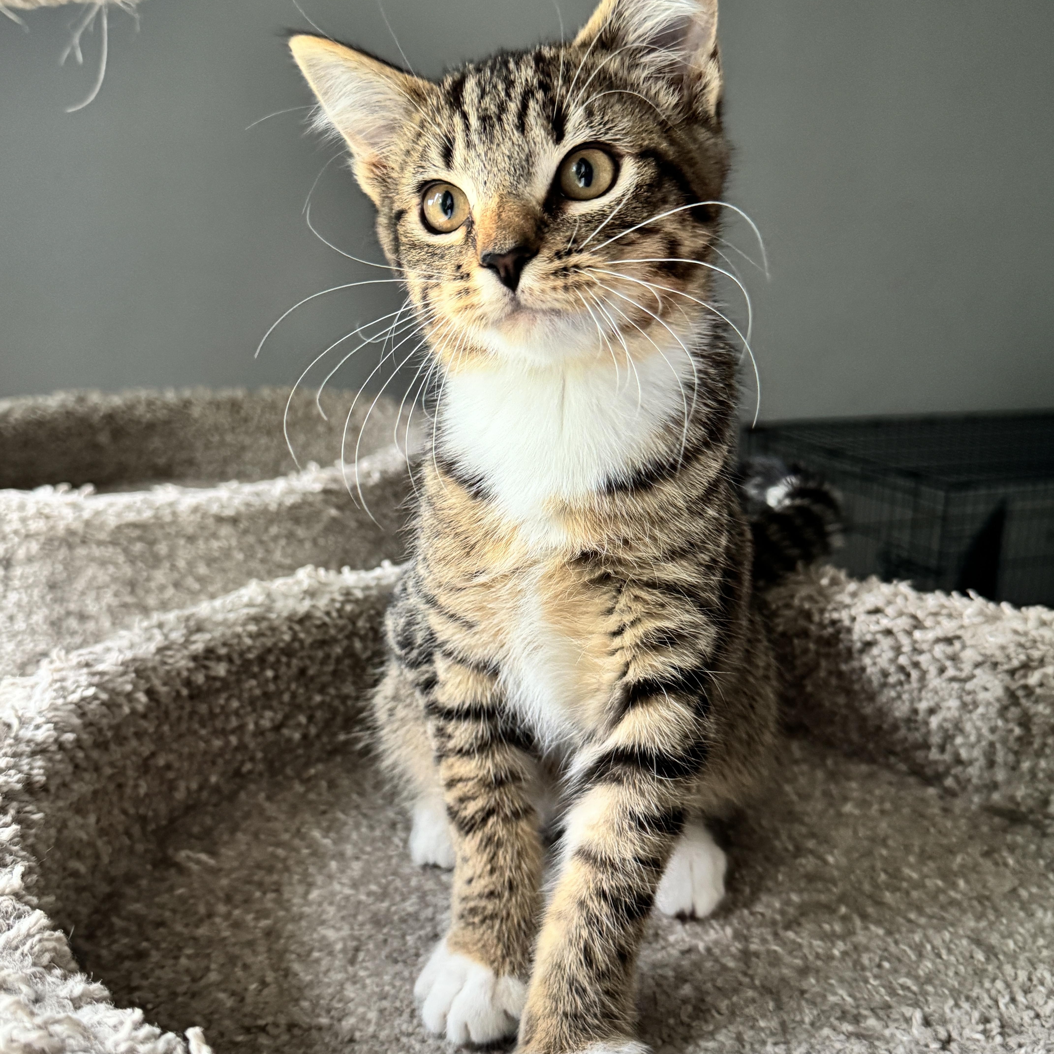 Ivy, ADOPTABLE, Kitten Female Domestic Short Hair.