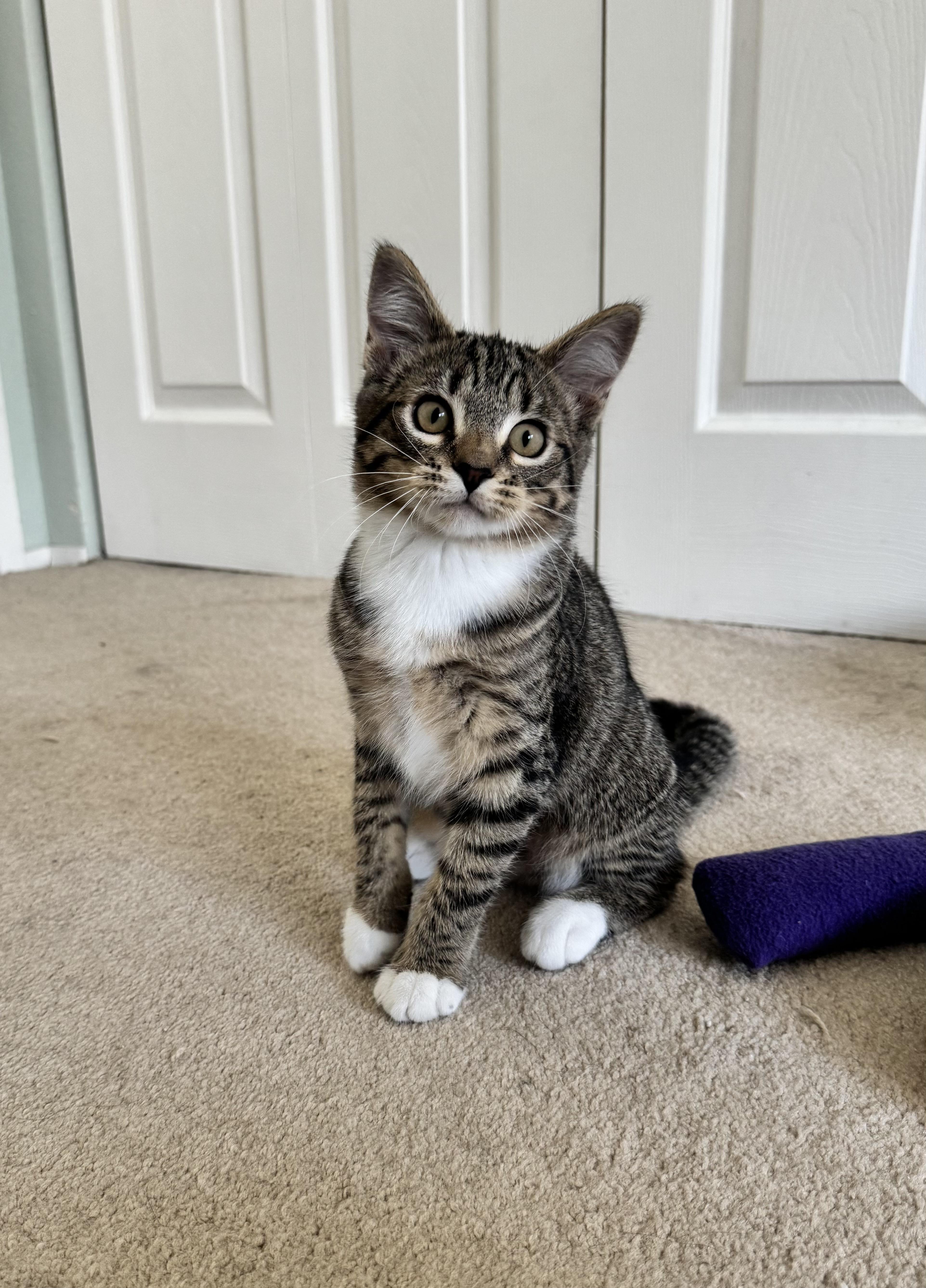 Ivy, a ADOPTABLE Domestic Short Hair in Renton, WA image 3/4