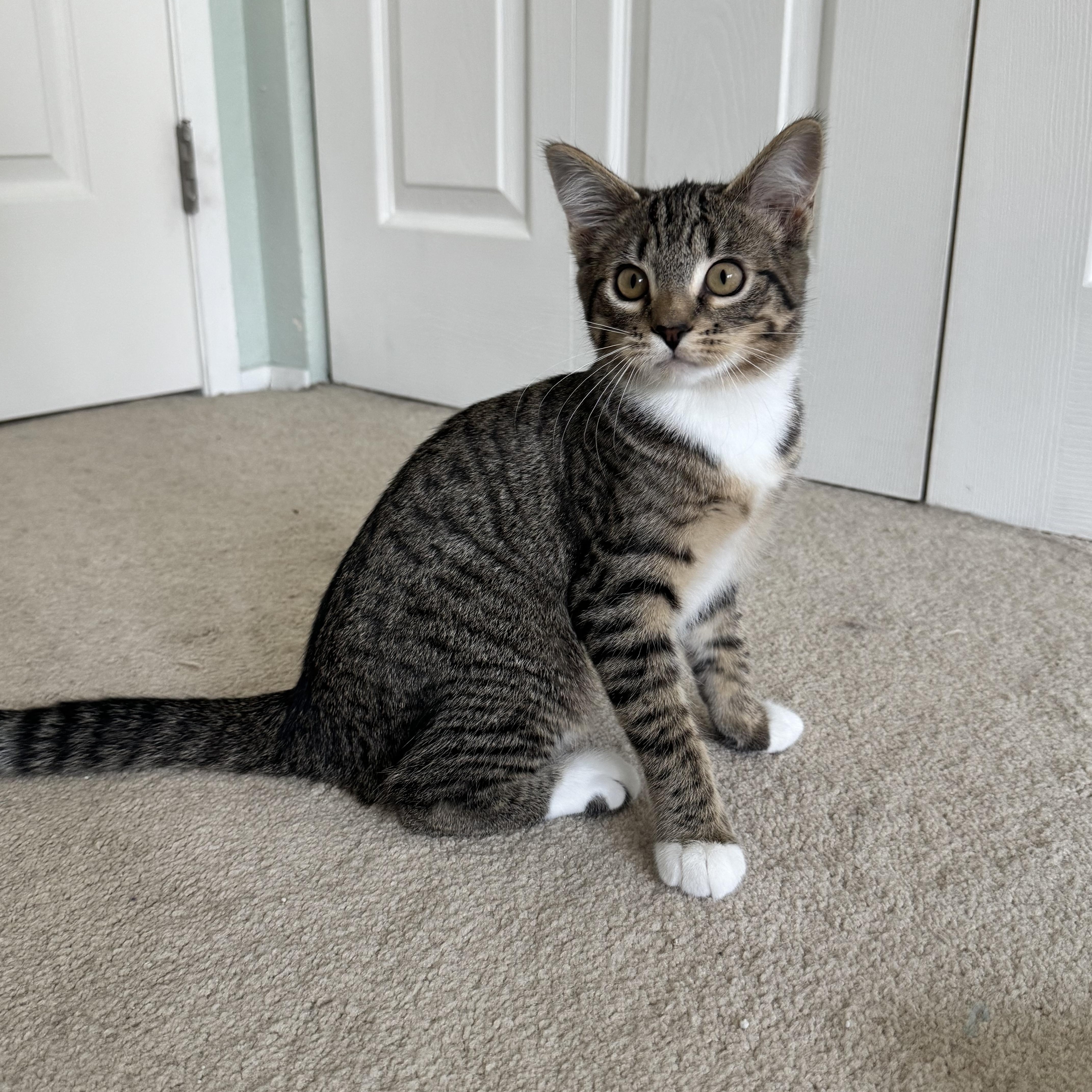 Ivy, a ADOPTABLE Domestic Short Hair in Renton, WA image 2/4