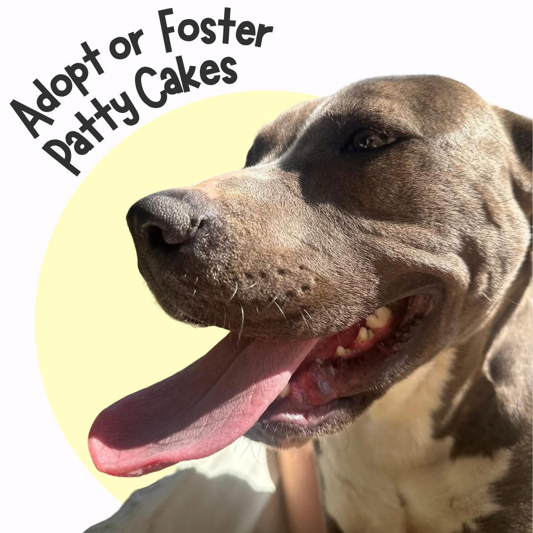 Patty Cakes, a Adoptable Mixed Breed in Browns mills, NJ image 1/3