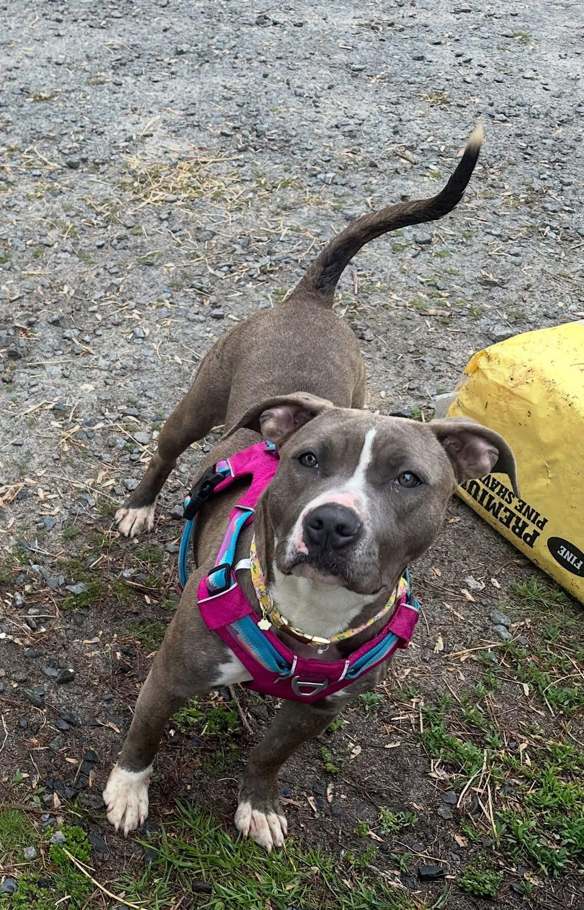 Patty Cakes, a Adoptable Mixed Breed in Browns mills, NJ image 2/3