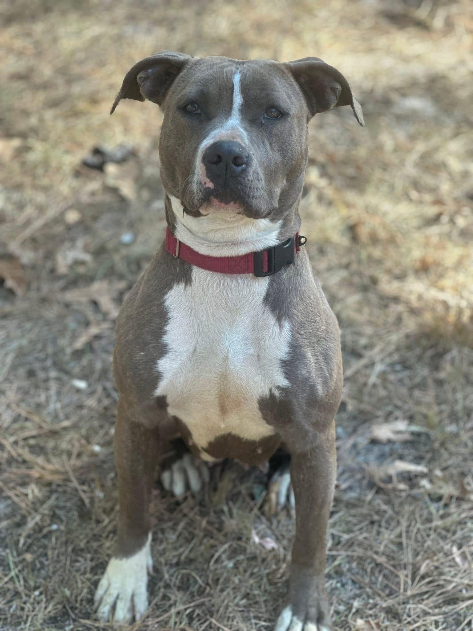 Patty Cakes, a Adoptable Mixed Breed in Browns mills, NJ image 3/3
