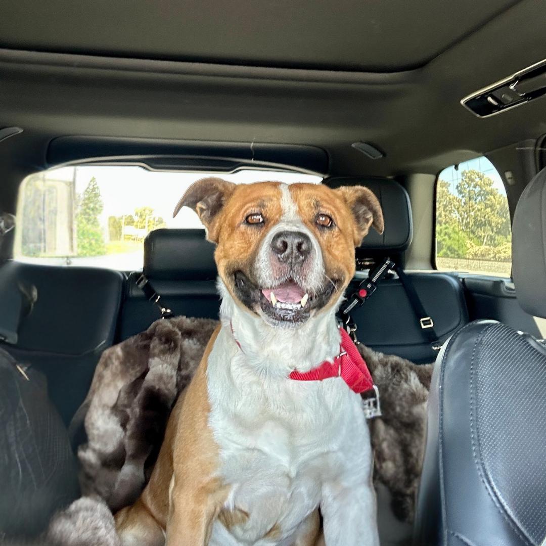 Enlarge KODA, a ADOPTABLE mixed breed in Morgan Hill, CA image 4/6