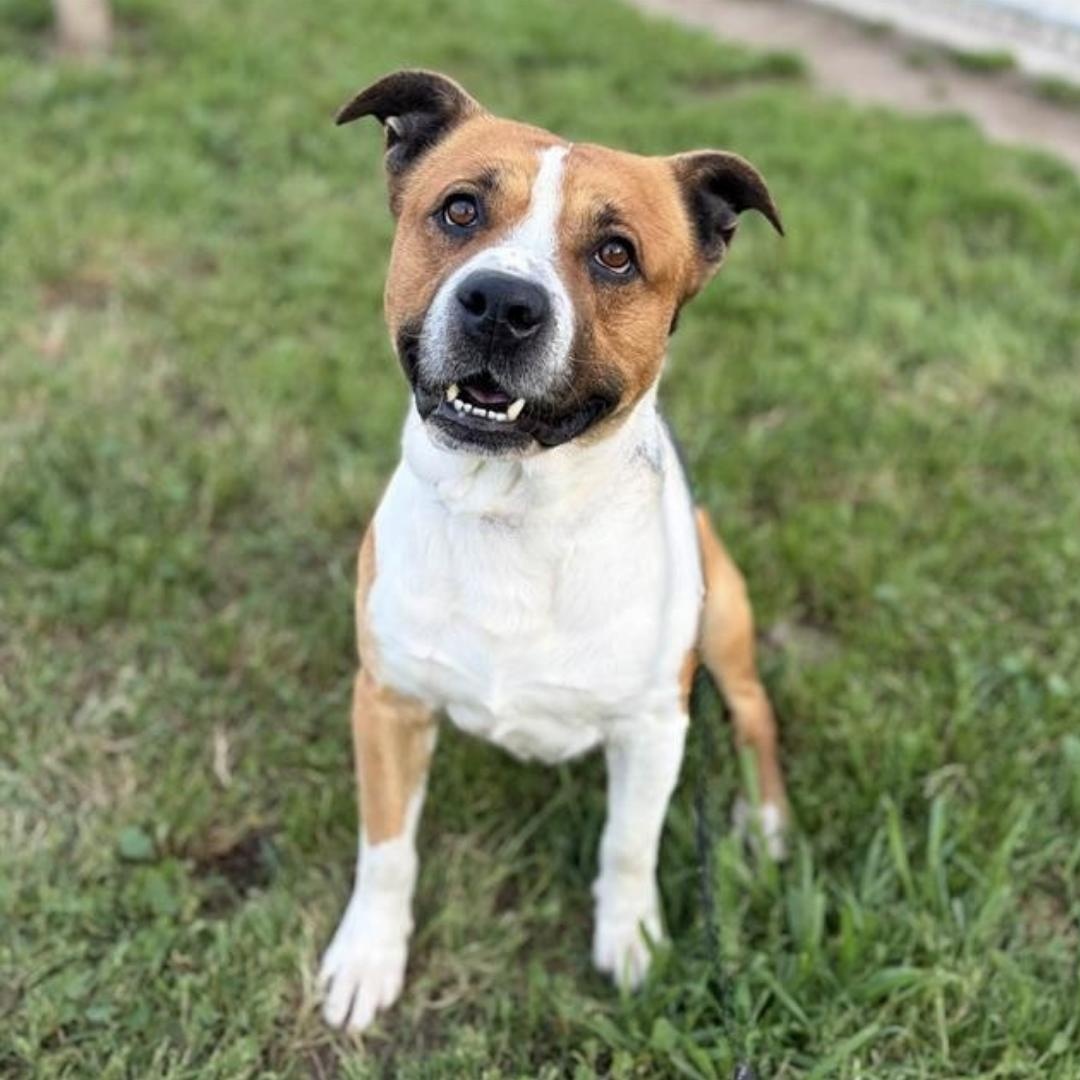 KODA, ADOPTABLE, Adult Male Pit Bull Terrier.