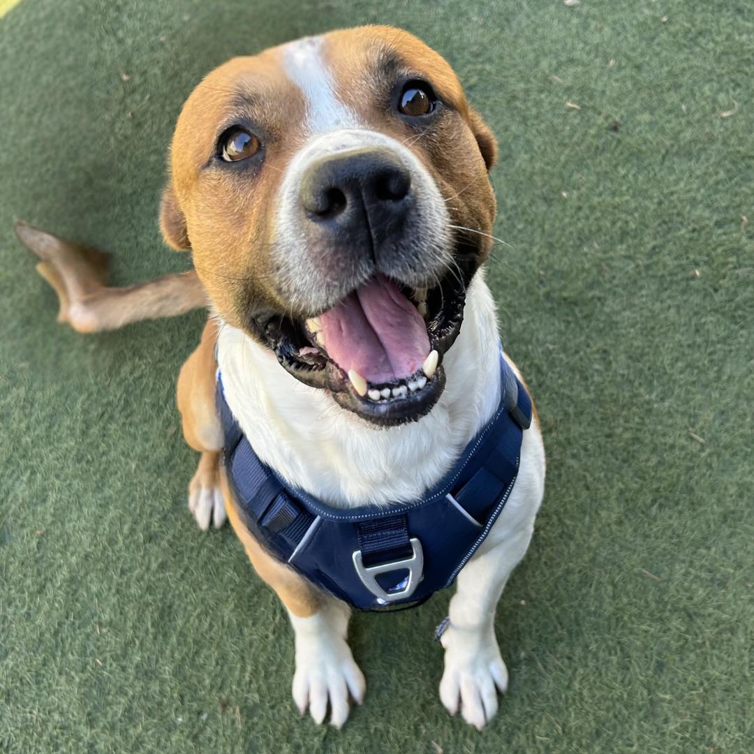 Enlarge KODA, a ADOPTABLE mixed breed in Morgan Hill, CA image 5/6