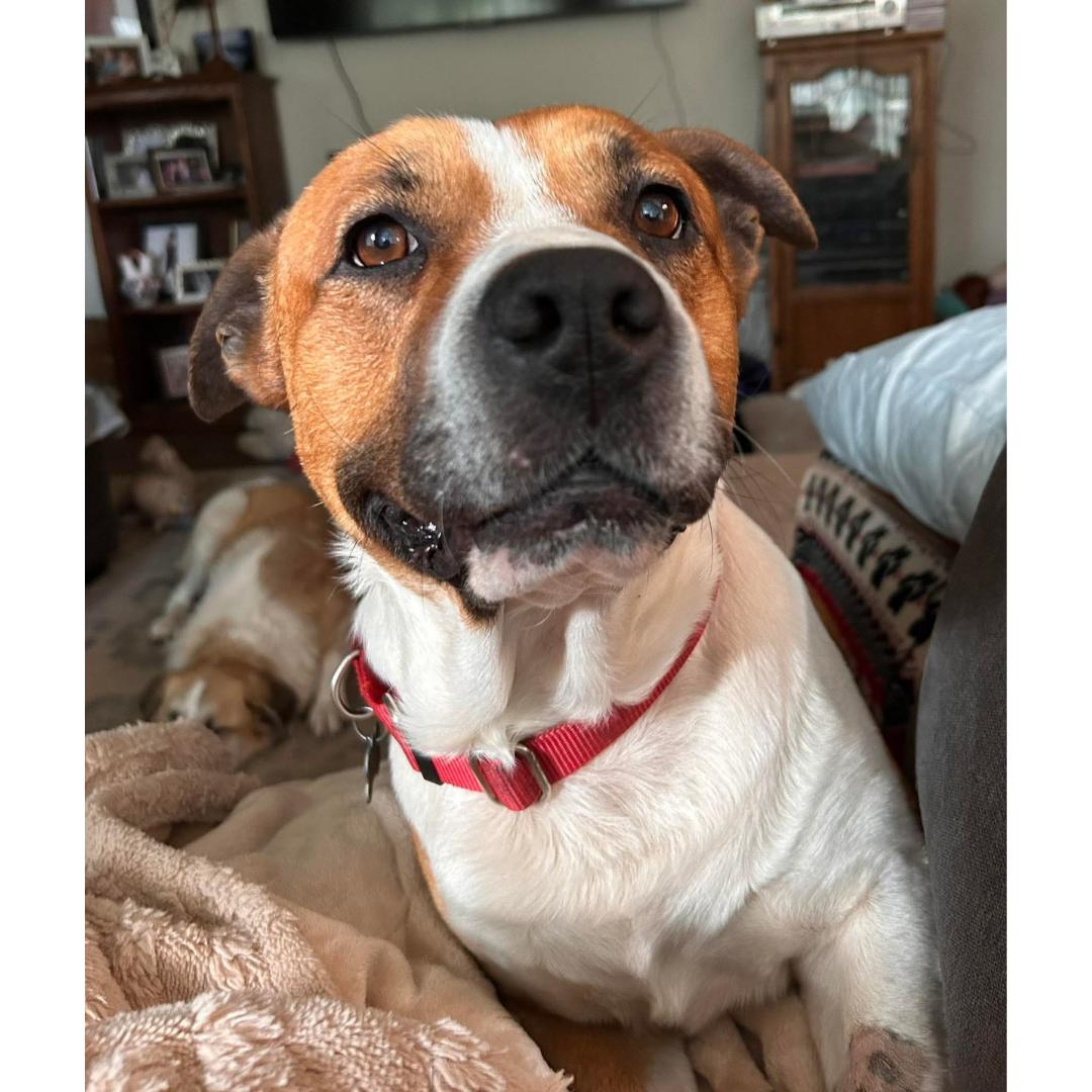 Enlarge KODA, a ADOPTABLE mixed breed in Morgan Hill, CA image 3/6