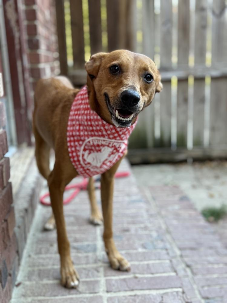 Snug, Adoptable, Adult Male Mixed Breed.