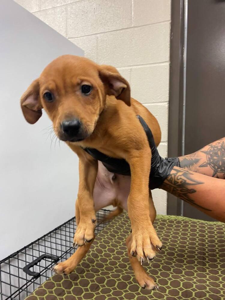 Snug, a Adoptable mixed breed in Statesboro, GA image 2/6