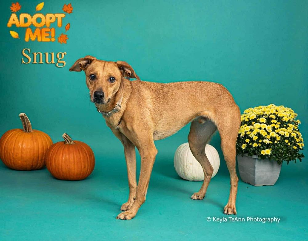 Snug, a Adoptable mixed breed in Statesboro, GA image 3/6