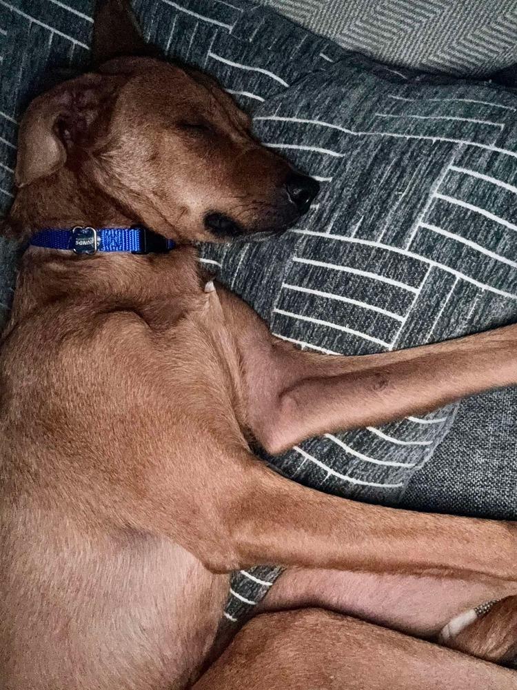 Snug, a Adoptable mixed breed in Statesboro, GA image 4/6