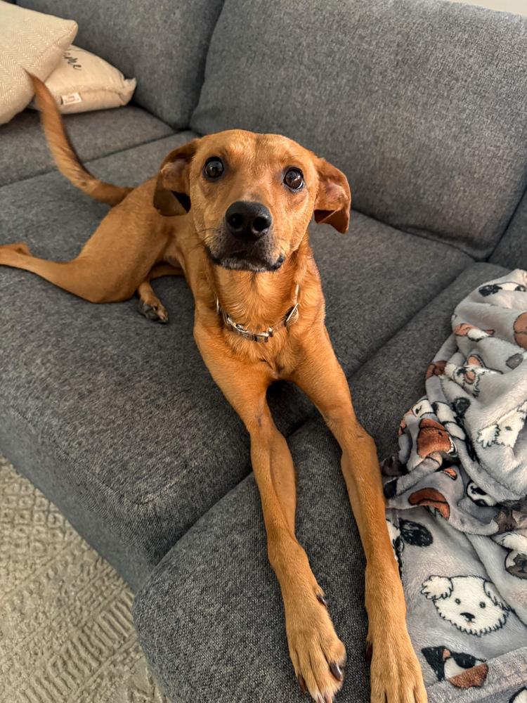 Snug, a Adoptable mixed breed in Statesboro, GA image 5/6