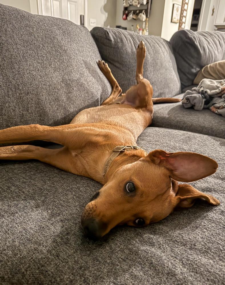 Snug, a Adoptable mixed breed in Statesboro, GA image 6/6