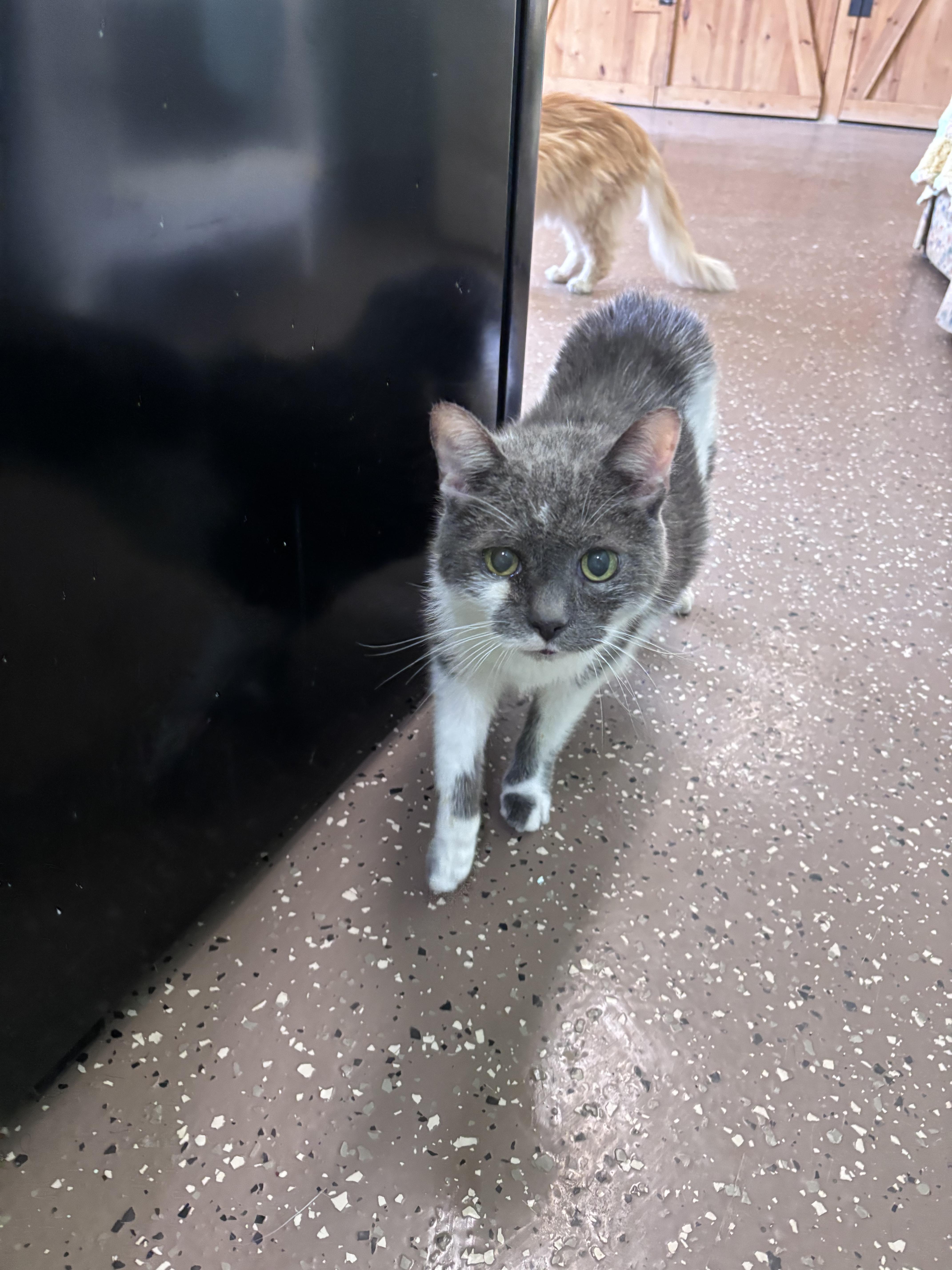 Lou, Adoptable, Senior Male Domestic Short Hair.