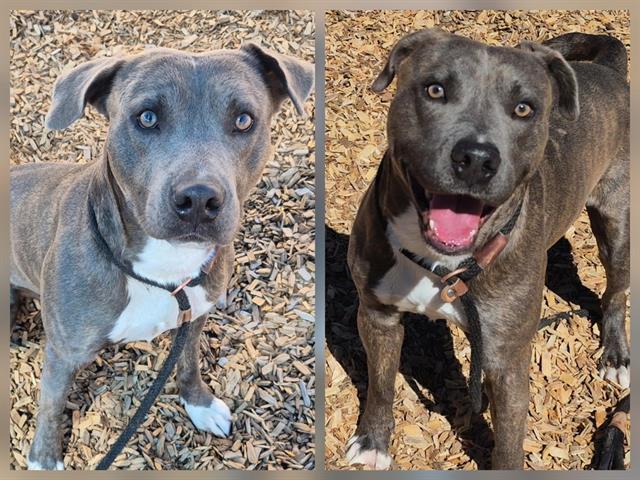 GHOST, Adoptable, Young Male Pit Bull Terrier & Mixed Breed.