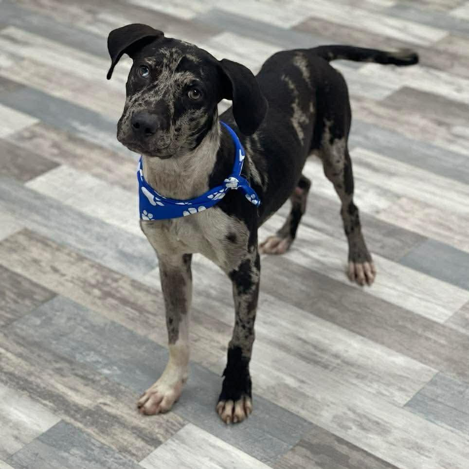 Grady - Local August 28-30, an adoptable mixed breed in Happy Valley , OR image 2/4