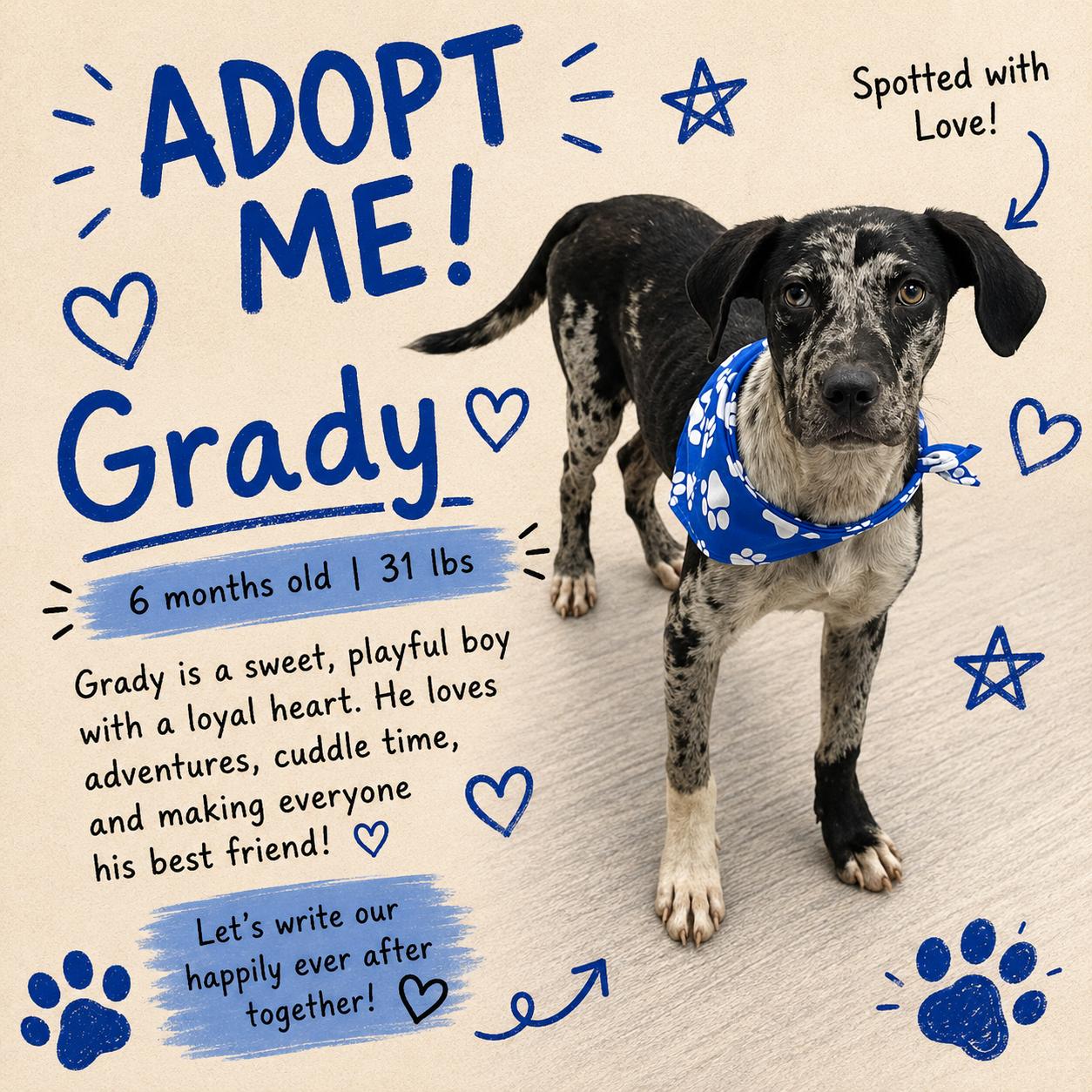 Grady - Local August 28-30, adoptable, Young Male Catahoula Leopard Dog.