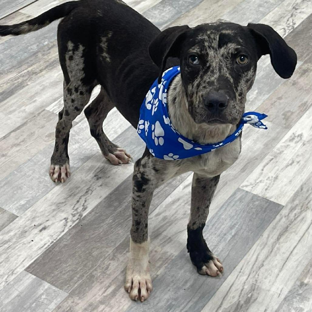 Grady - Local August 28-30, an adoptable mixed breed in Happy Valley , OR image 4/4