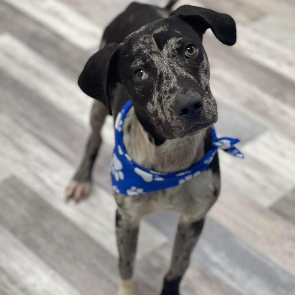 Grady - Local August 28-30, an adoptable mixed breed in Happy Valley , OR image 3/4