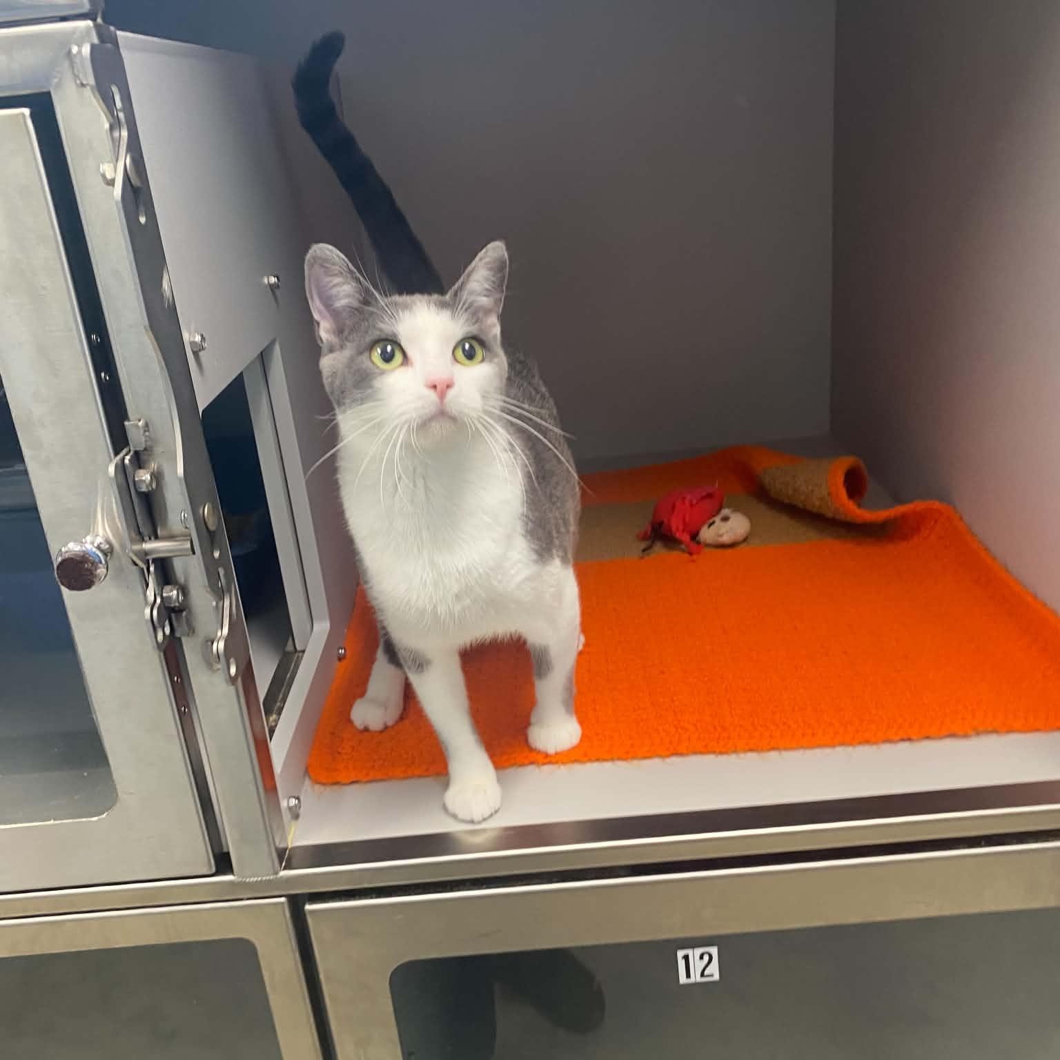 Maisy, Adoptable, Adult Female Domestic Short Hair.